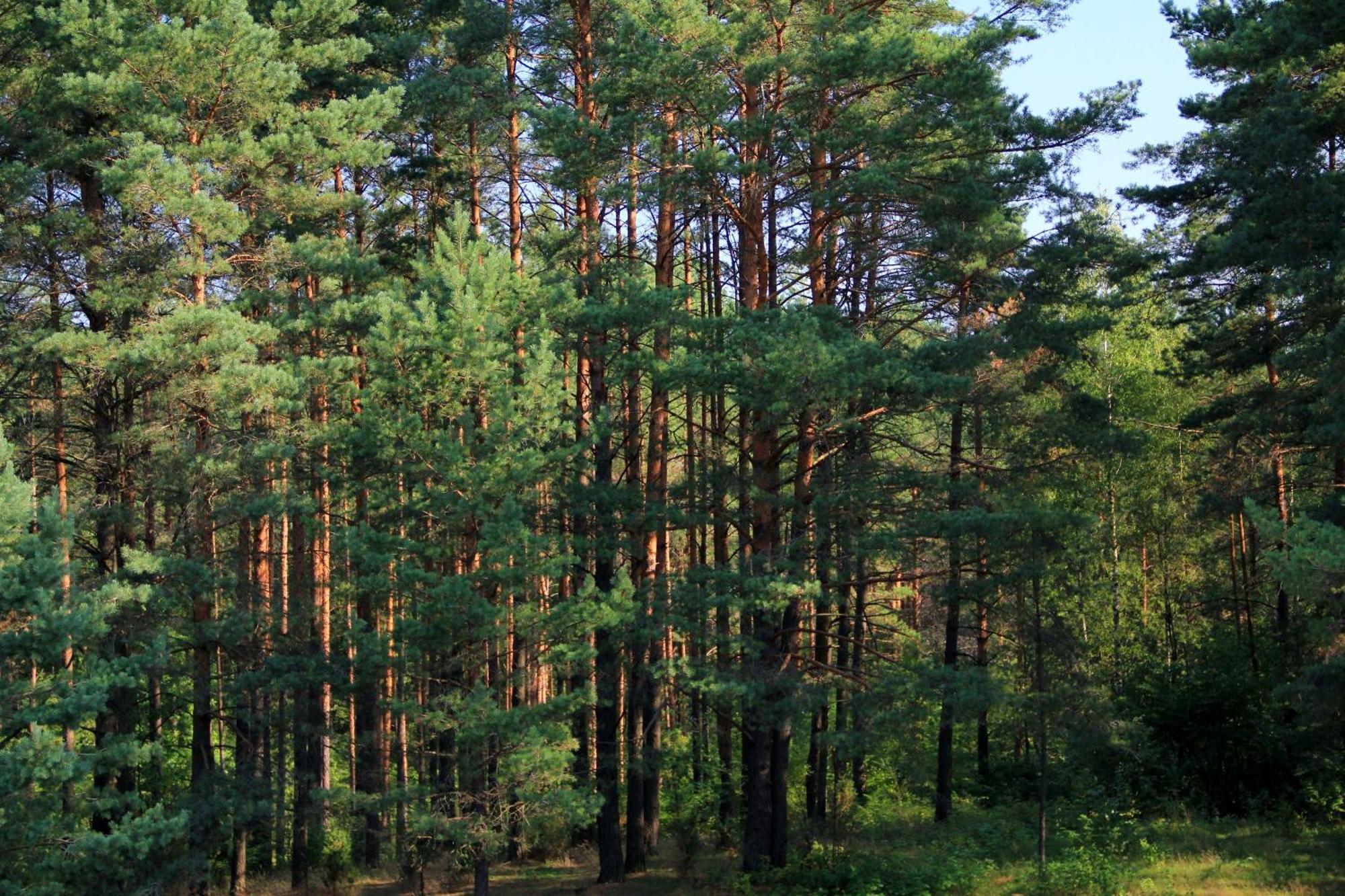 Apartamentai Laima Druskininkai Luaran gambar